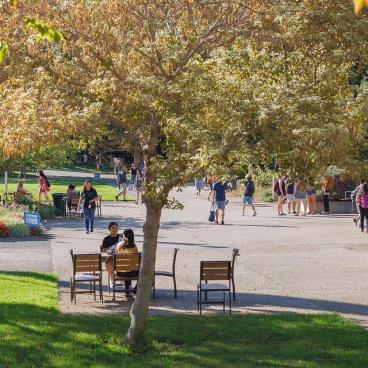 Students walking and sitting along a campus path fringed by leafy trees