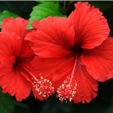 A pair of hibiscus flowers